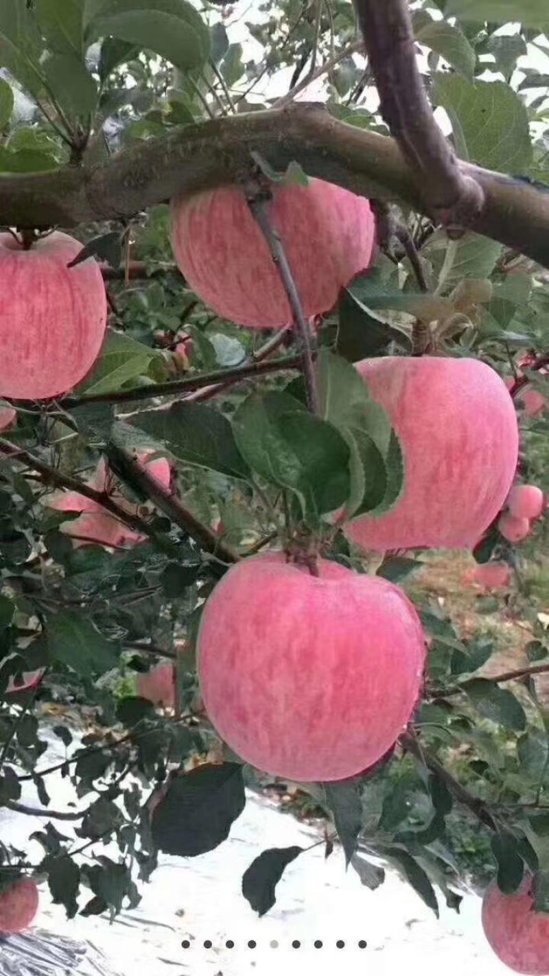 陕西洛川红富士