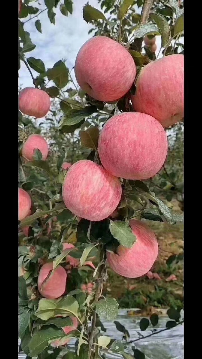 陕西洛川红富士