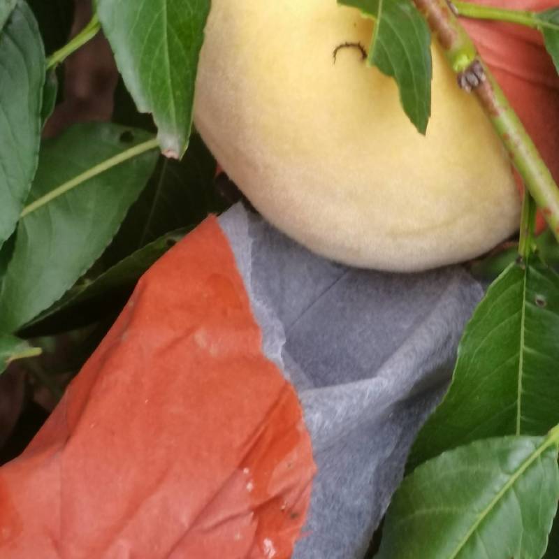 黄毛桃