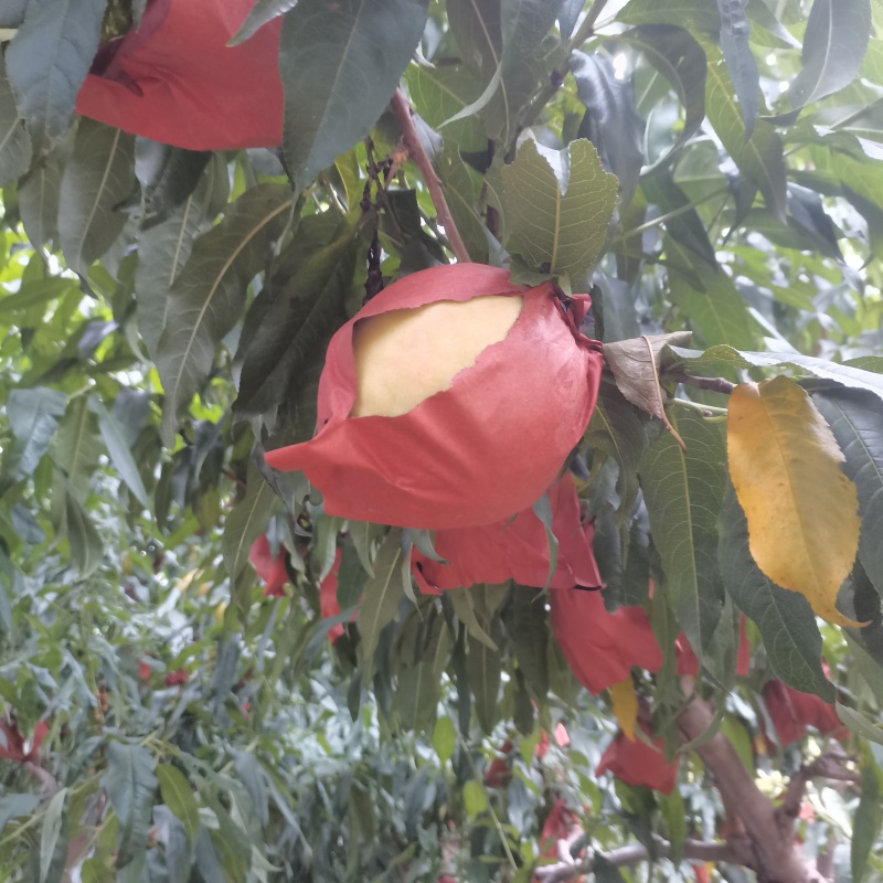 黄毛桃