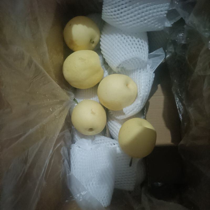 河北赵县本地农户皇冠梨冷库货！个大梨白，香甜可囗！