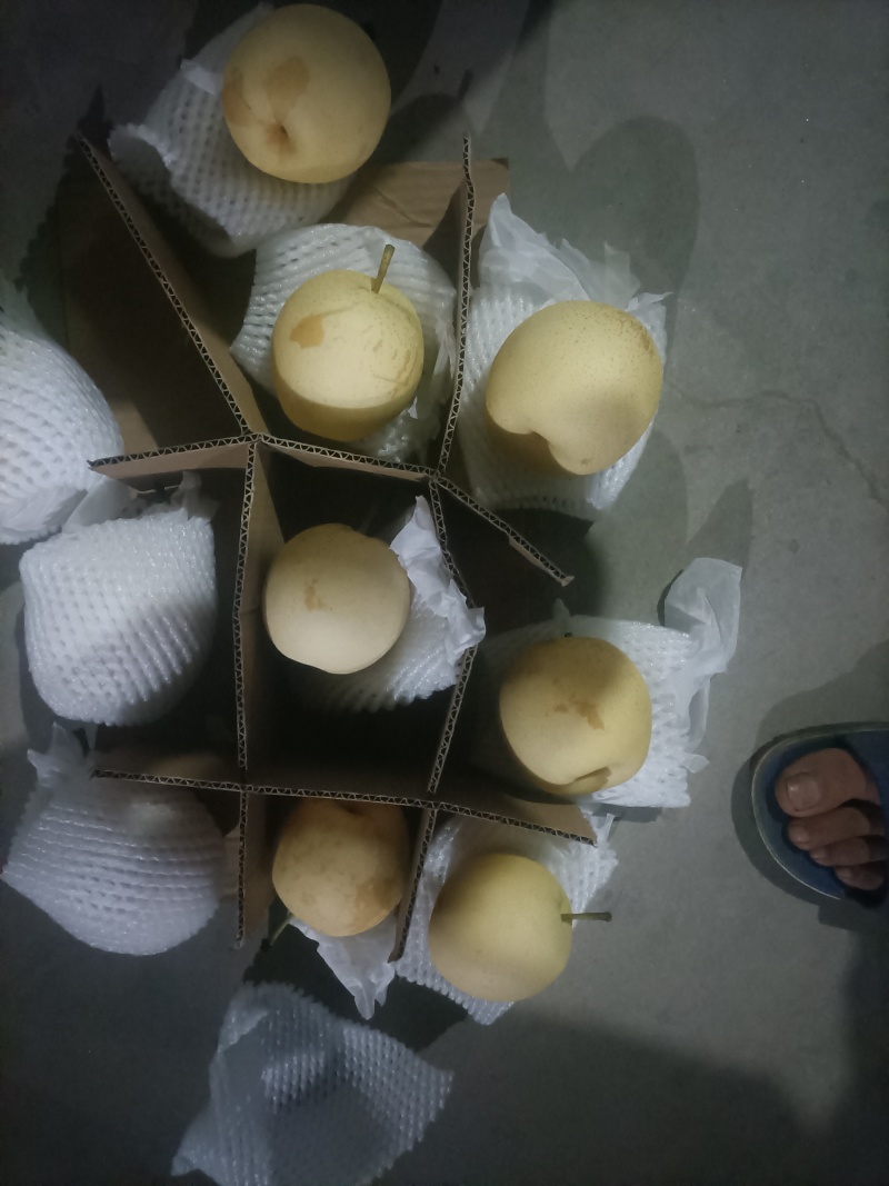 河北赵县本地农户皇冠梨冷库货！个大梨白，香甜可囗！