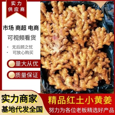 云南小黄姜/常年供应/电商/食品加工厂/药厂**货源