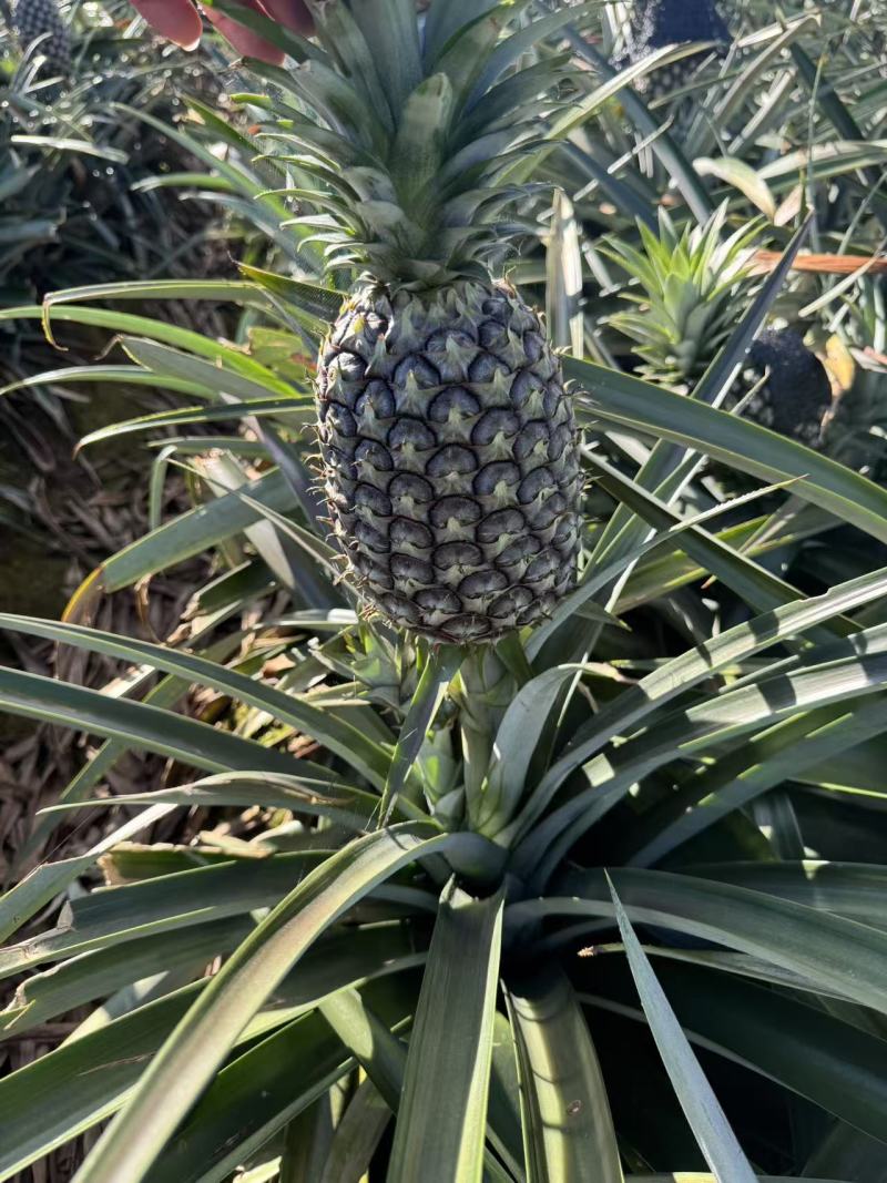 每天有货德宏无眼凤梨