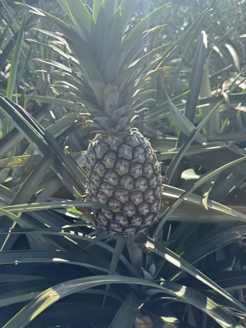 每天有货德宏无眼凤梨