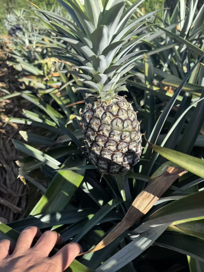 每天有货德宏无眼凤梨