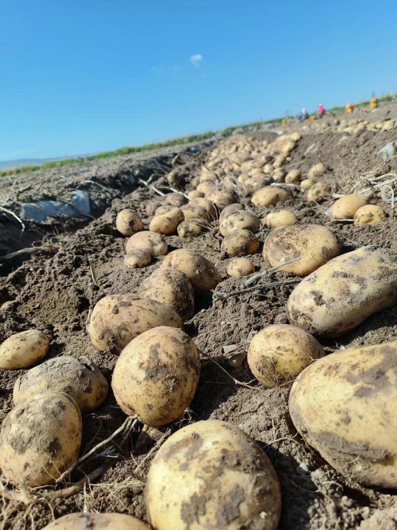 ]沃土5号黄心土豆现挖现发产地直发一手货源对接全国