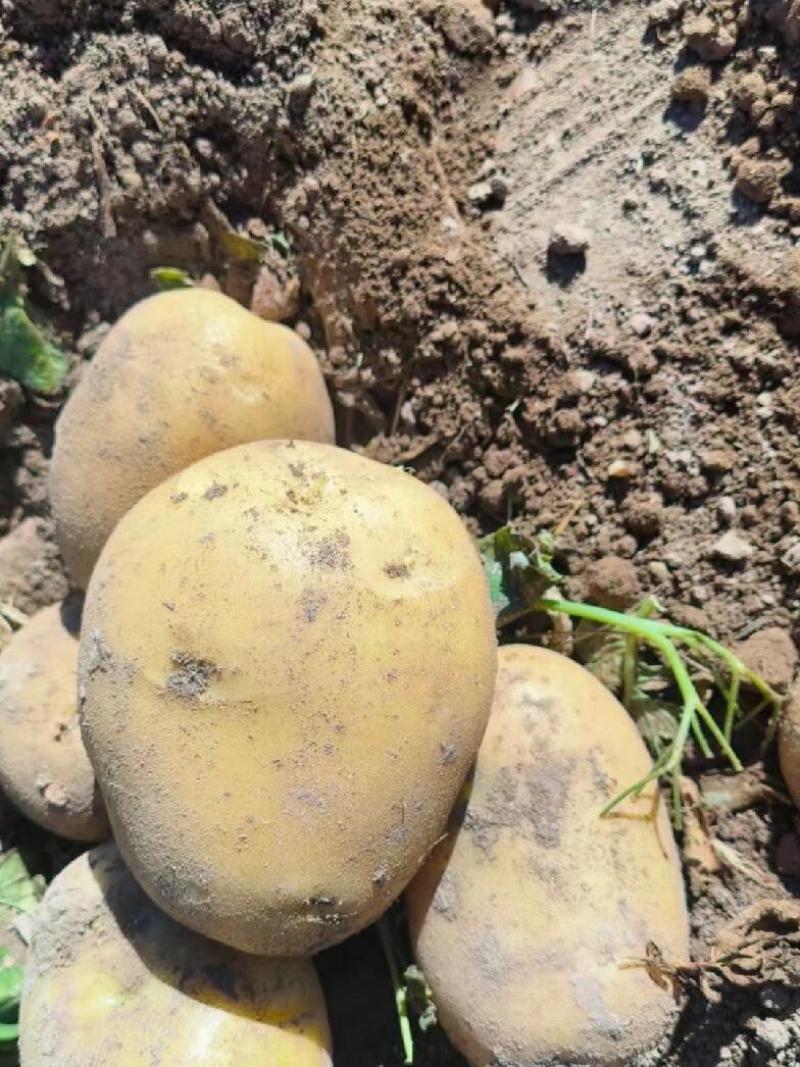 ]沃土5号黄心土豆现挖现发产地直发一手货源对接全国
