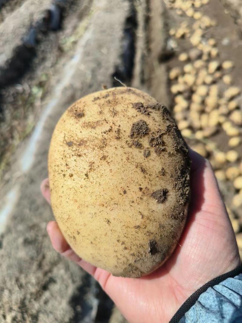]沃土5号黄心土豆现挖现发产地直发一手货源对接全国
