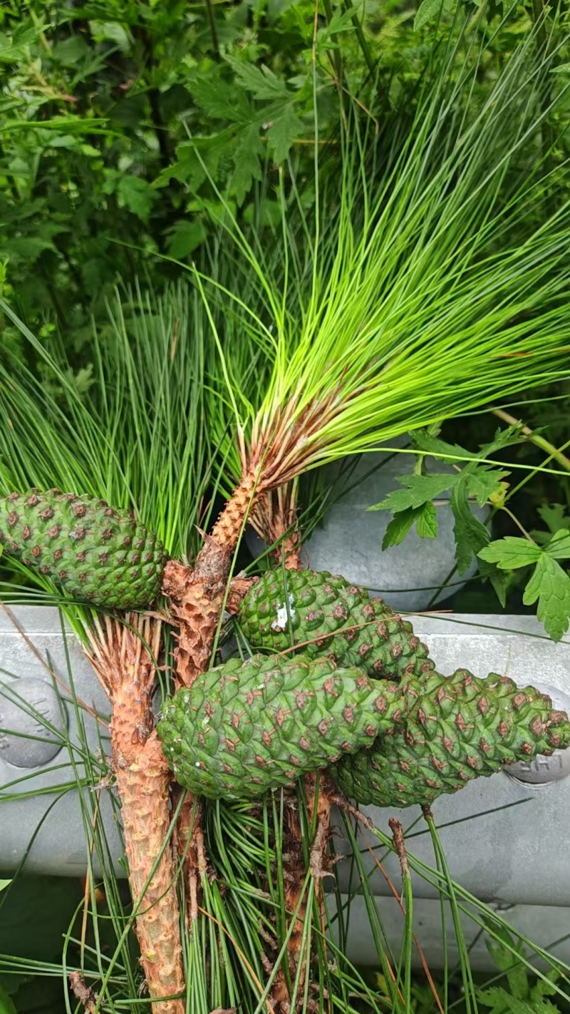 云南油松塔