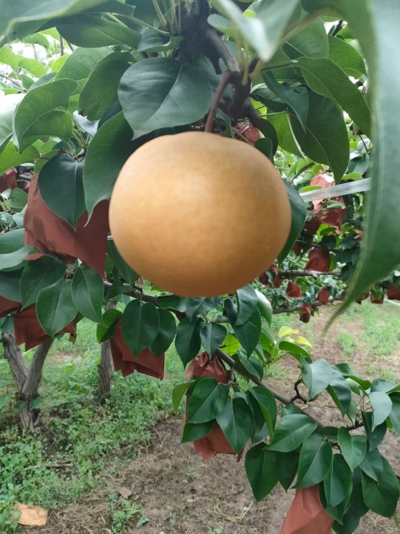 新高黄晶梨
