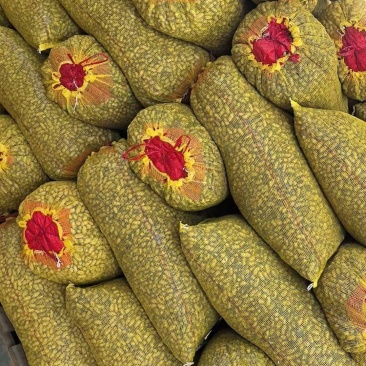 鲜花生，大量供应