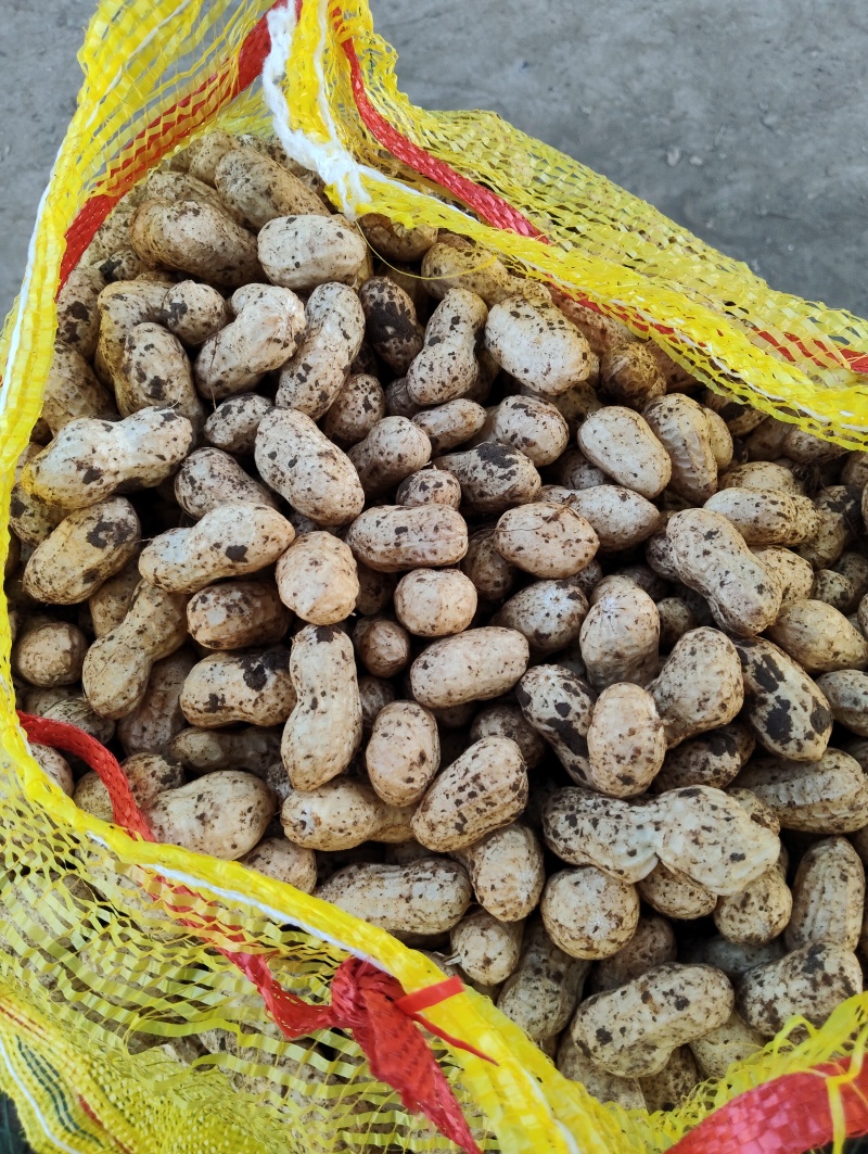 鲜花生，大量供应