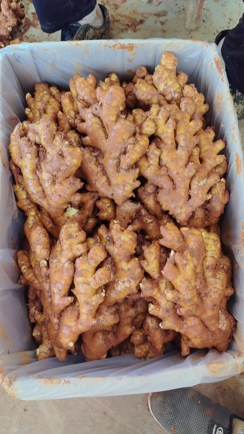 《中药厂/电商直供》云南红土小黄姜/全国代发，坏烂包赔