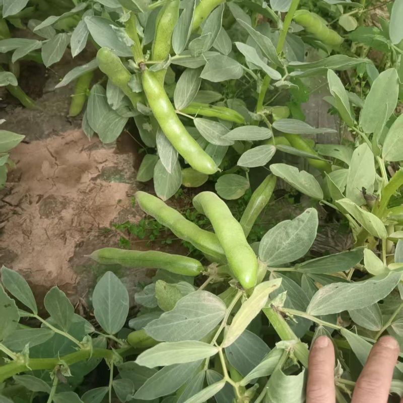 绿领海门大青皮蚕豆种子蔬菜优质高产耐寒抗病商品性佳