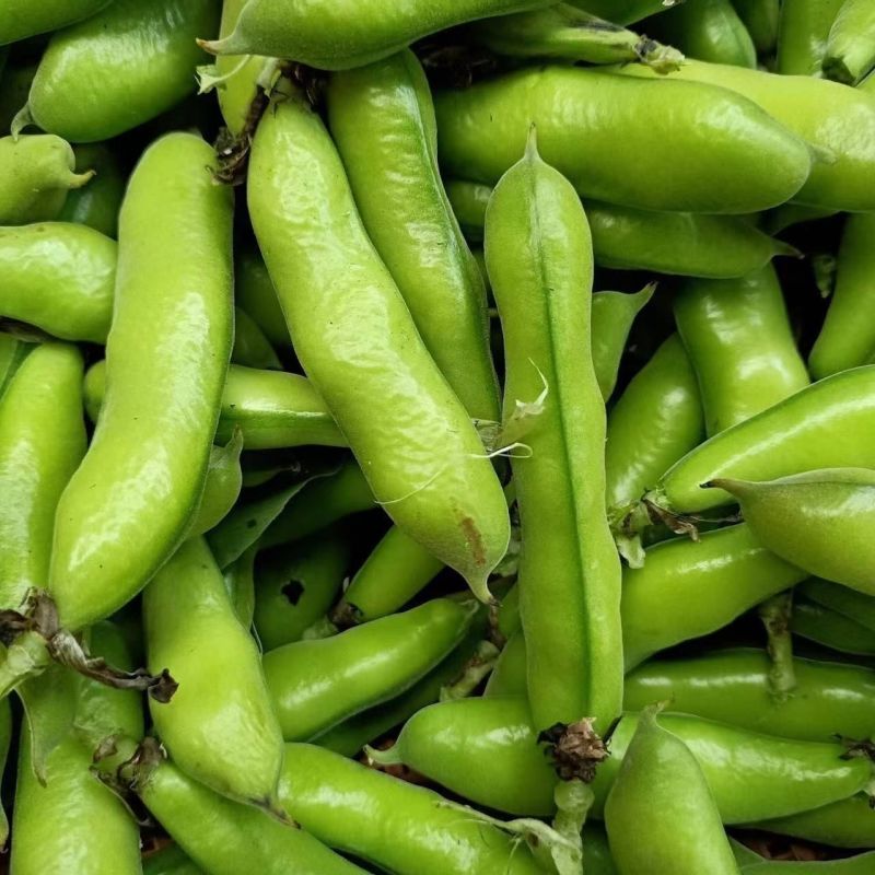 绿领海门大青皮蚕豆种子蔬菜优质高产耐寒抗病商品性佳