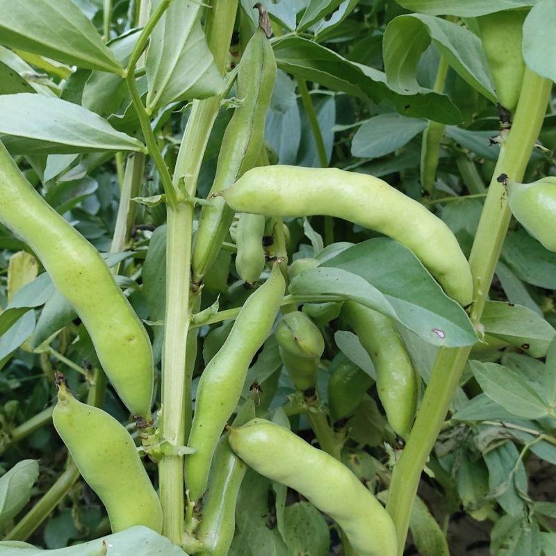 绿领海门大青皮蚕豆种子蔬菜优质高产耐寒抗病商品性佳