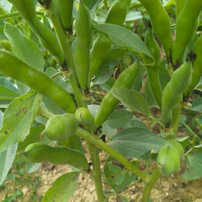 绿领海门大青皮蚕豆种子蔬菜优质高产耐寒抗病商品性佳