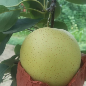 自家头茬皇冠