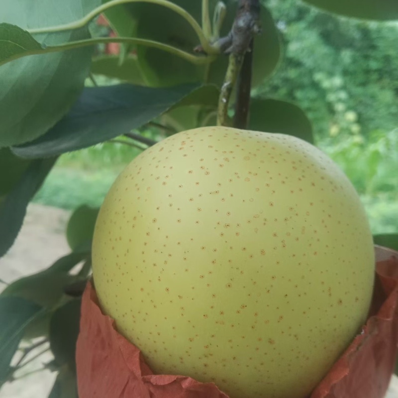 自家头茬皇冠