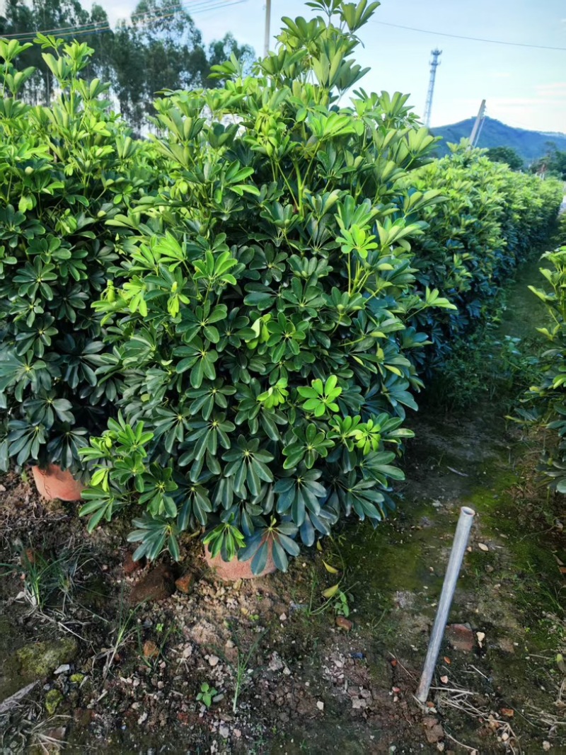 鸭脚木，形状好，量大，基地批发。1米以上