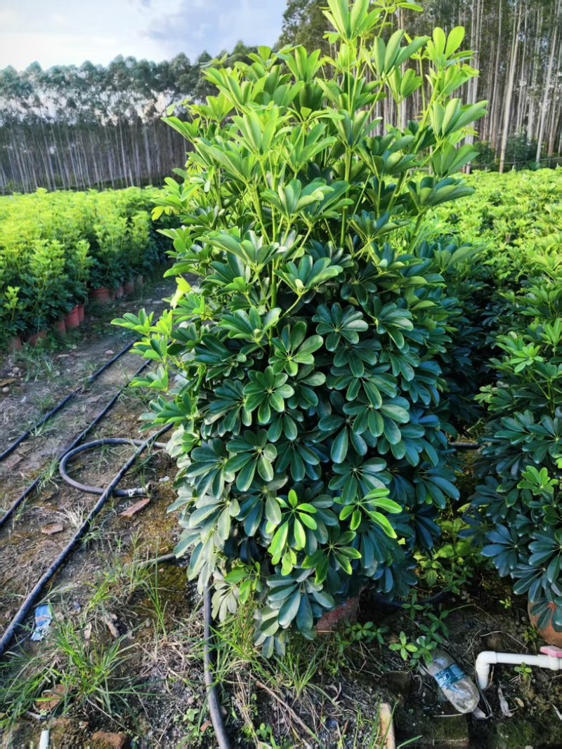 鸭脚木，形状好，量大，基地批发。1米以上