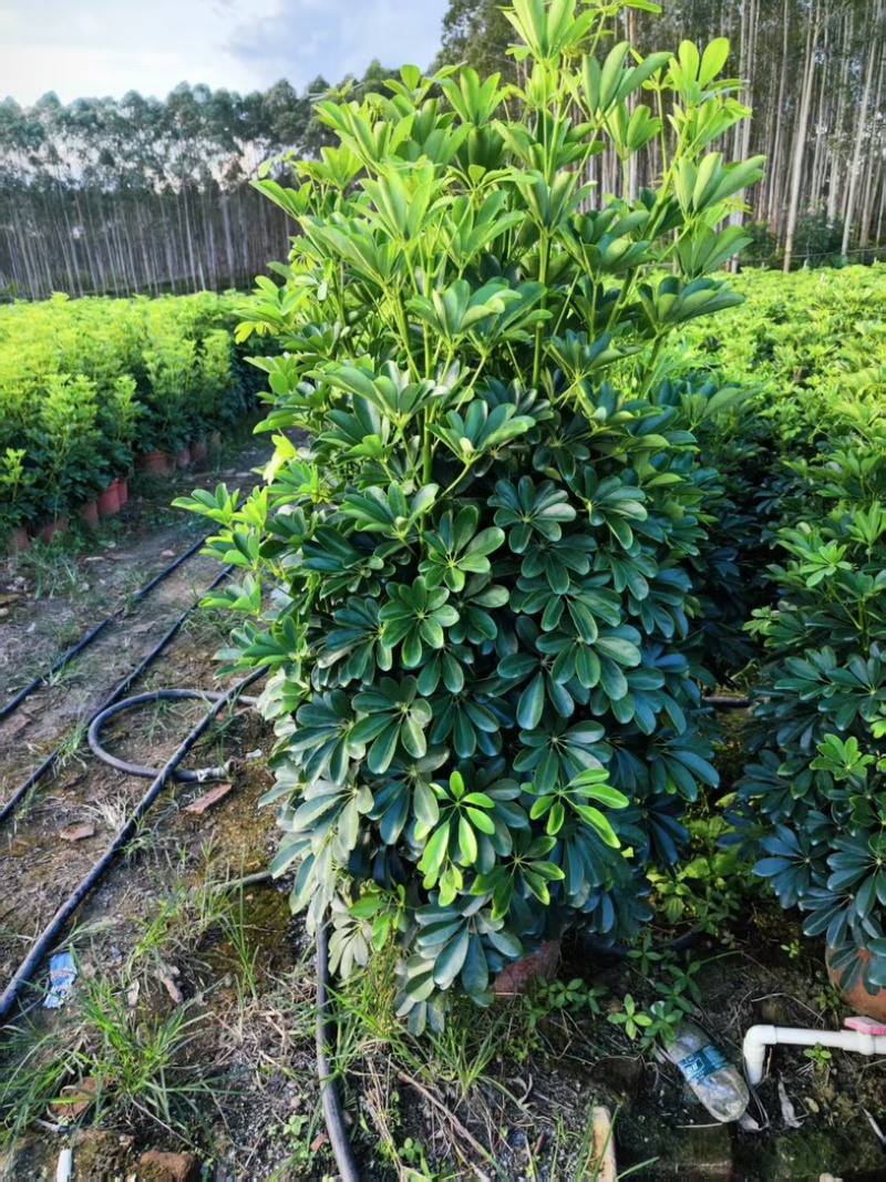 鸭脚木，形状好，量大，基地批发。1米以上