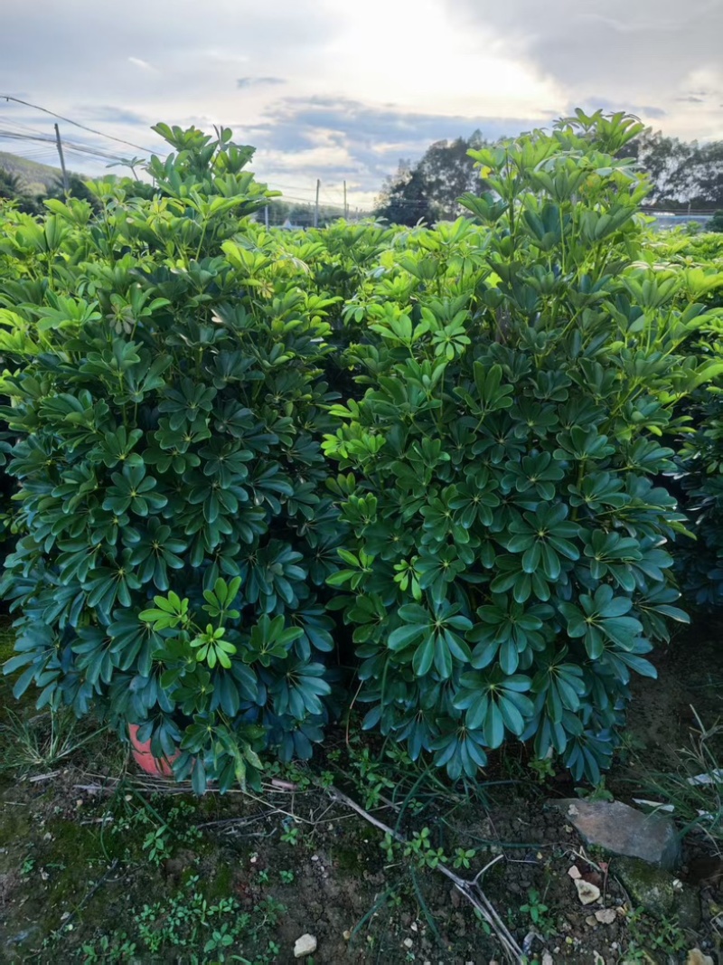 鸭脚木，形状好，量大，基地批发。1米以上