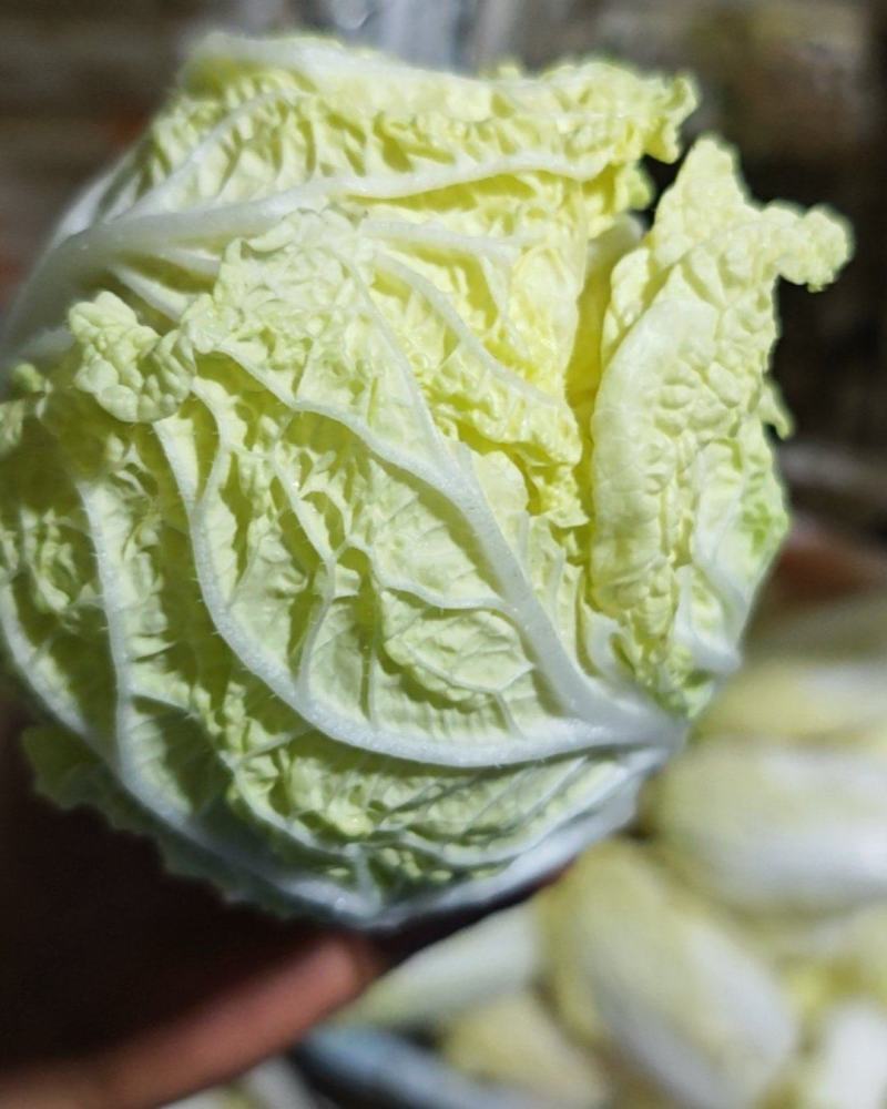 产地直发高原夏菜毛菜精品黄心箱装大娃娃菜