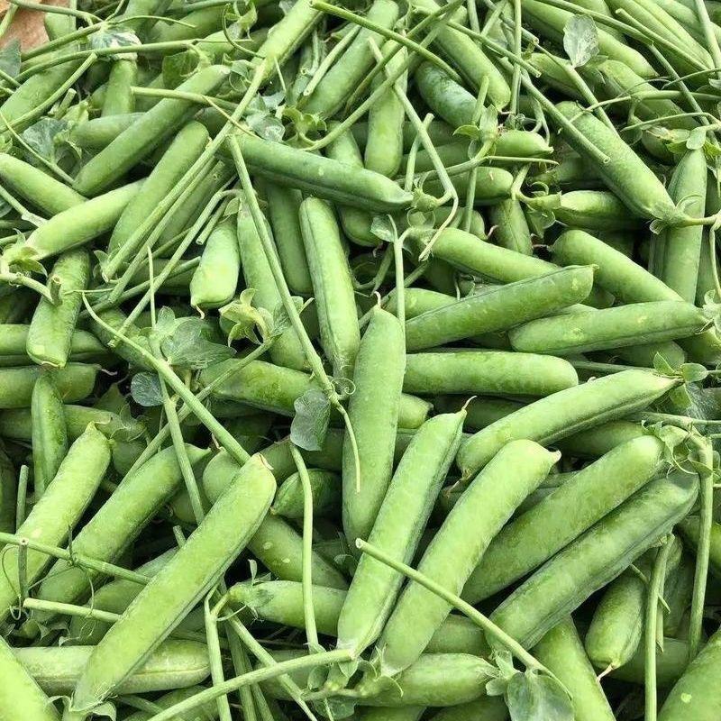 乐美616豌豆种子白花单荚籽粒饱满豌豆种子耐寒秋播