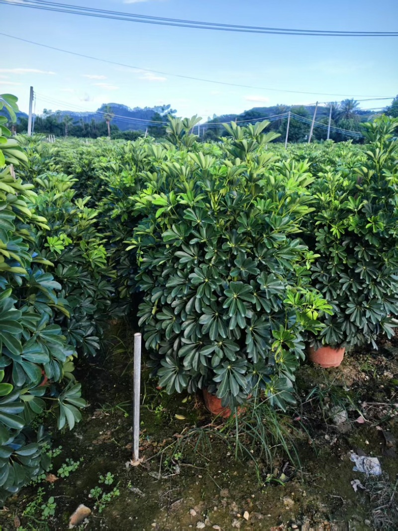 鸭掌木！基地批发整车发货，精品档口货，塔型大叶片根细好