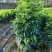 鸭掌木！基地批发整车发货，精品档口货，塔型大叶片根细好