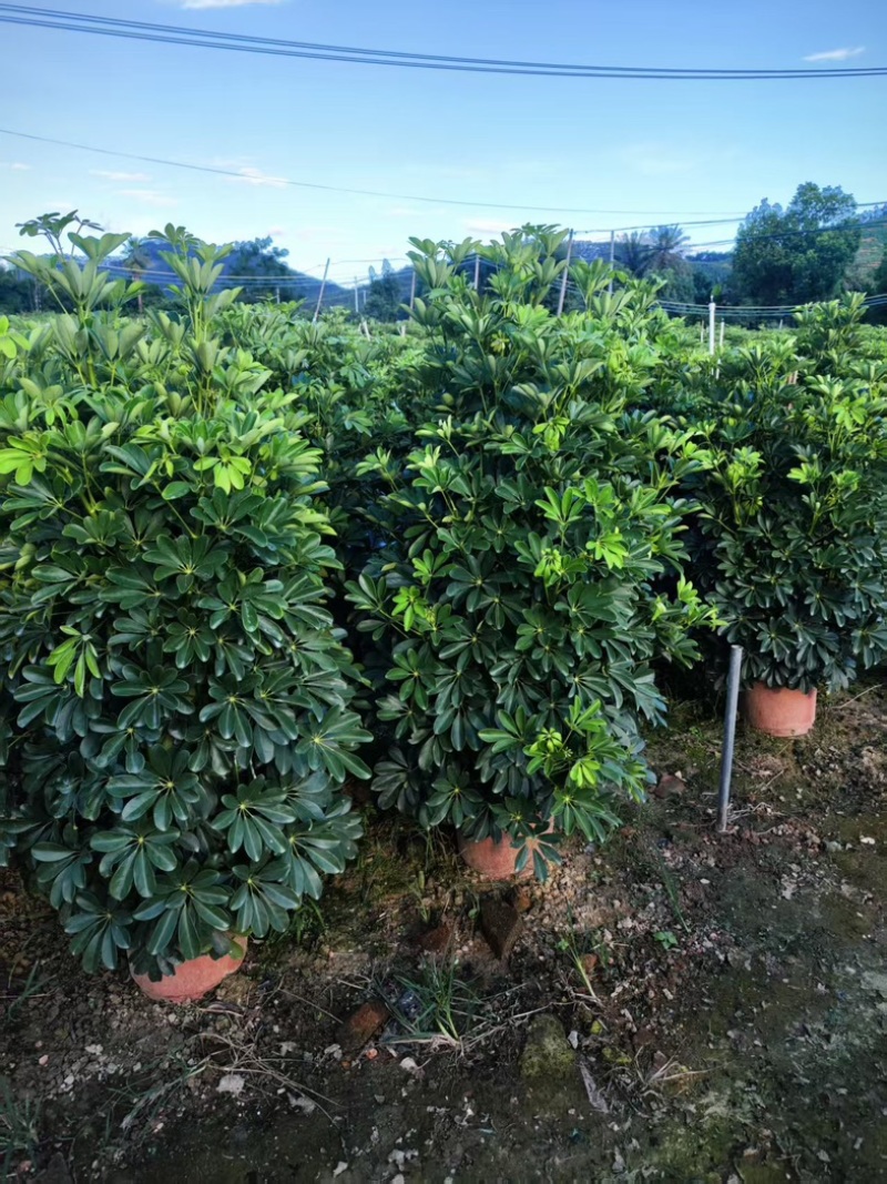 鸭掌木！基地批发整车发货，精品档口货，塔型大叶片根细好