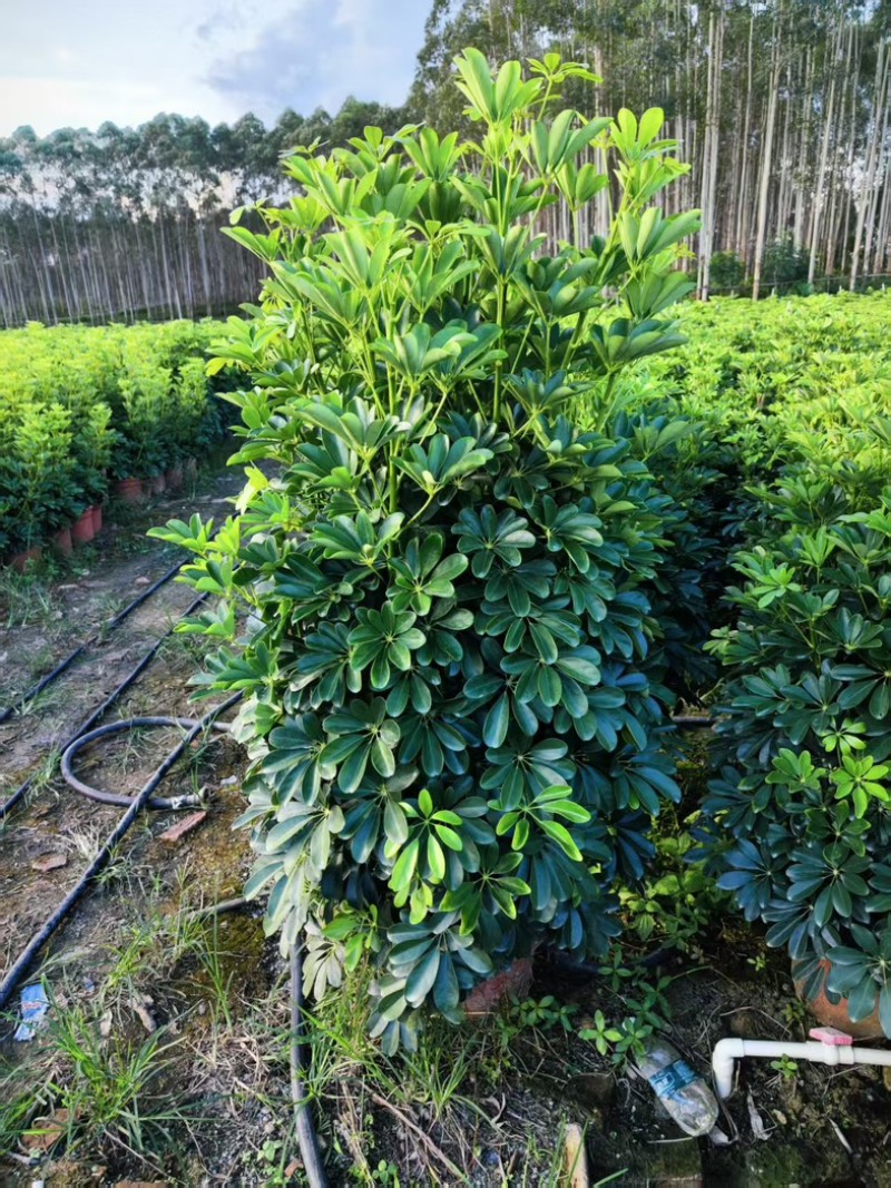 鸭掌木！基地批发整车发货，精品档口货，塔型大叶片根细好