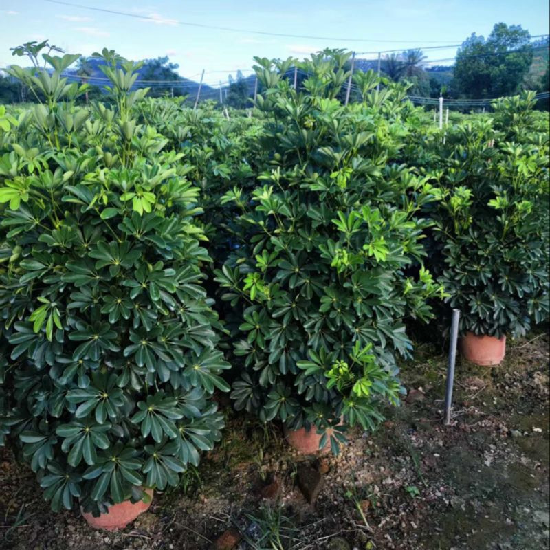 鸭掌木！基地批发整车发货，精品档口货，塔型大叶片根细好