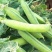 乐美616豌豆种子白花单荚籽粒饱满豌豆种子耐寒秋播
