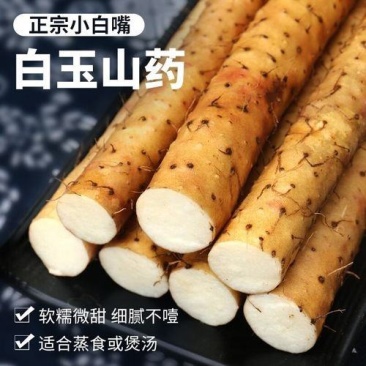 精品白玉山药，河北山药大量现货，品质保证可视频看货