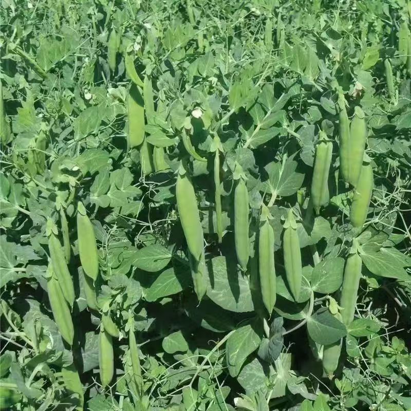 台湾长寿仁豌豆种子青豌豆荷兰豆抗白粉病优质春秋四季播蔬菜