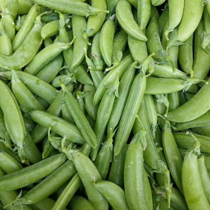 台湾长寿仁豌豆种子青豌豆荷兰豆抗白粉病优质春秋四季播蔬菜