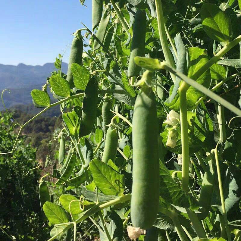台湾长寿仁豌豆种子青豌豆荷兰豆抗白粉病优质春秋四季播蔬菜