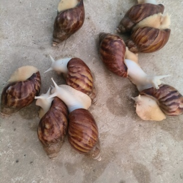 白玉蜗牛