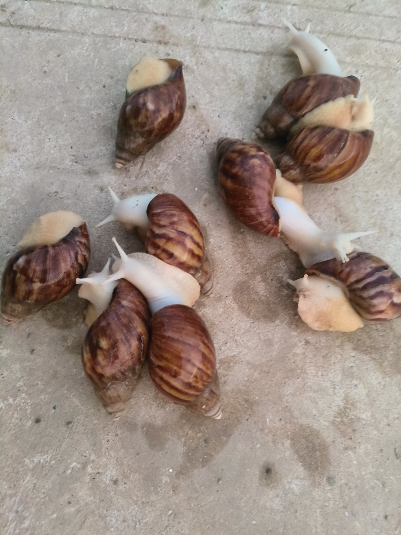 白玉蜗牛