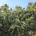 高山老树板栗一手货源