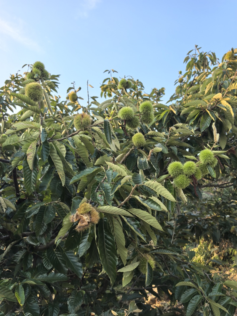 高山老树板栗一手货源