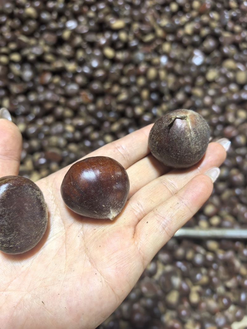 高山老树板栗一手货源