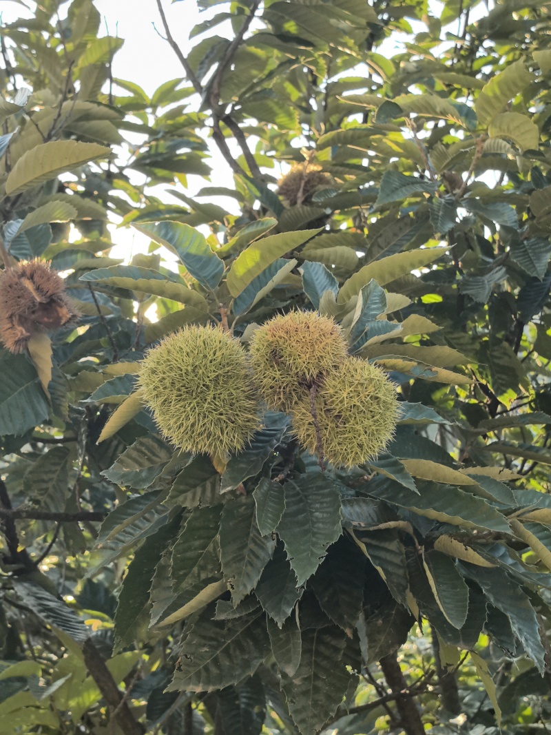 高山老树板栗一手货源