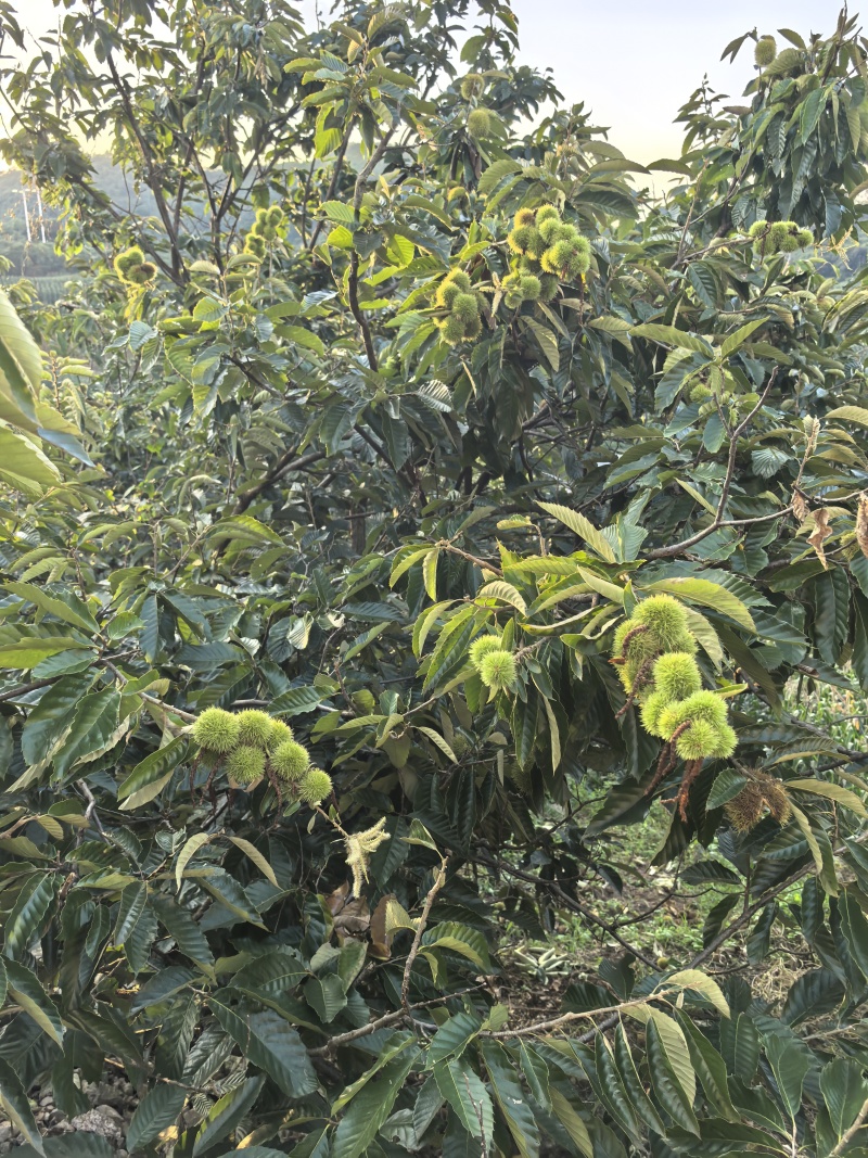 高山老树板栗一手货源