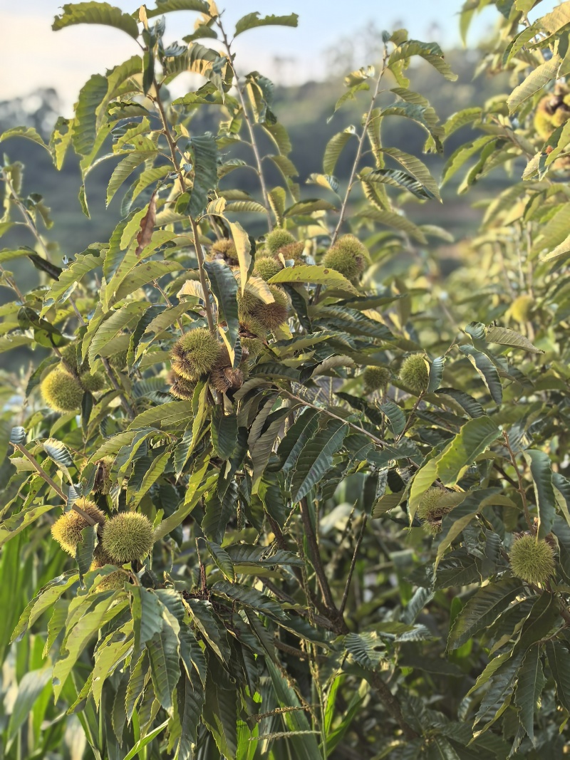 高山老树板栗一手货源