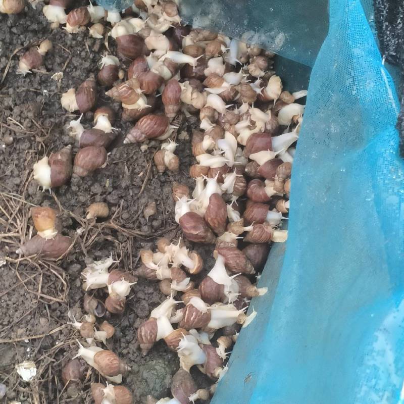 白玉蜗牛