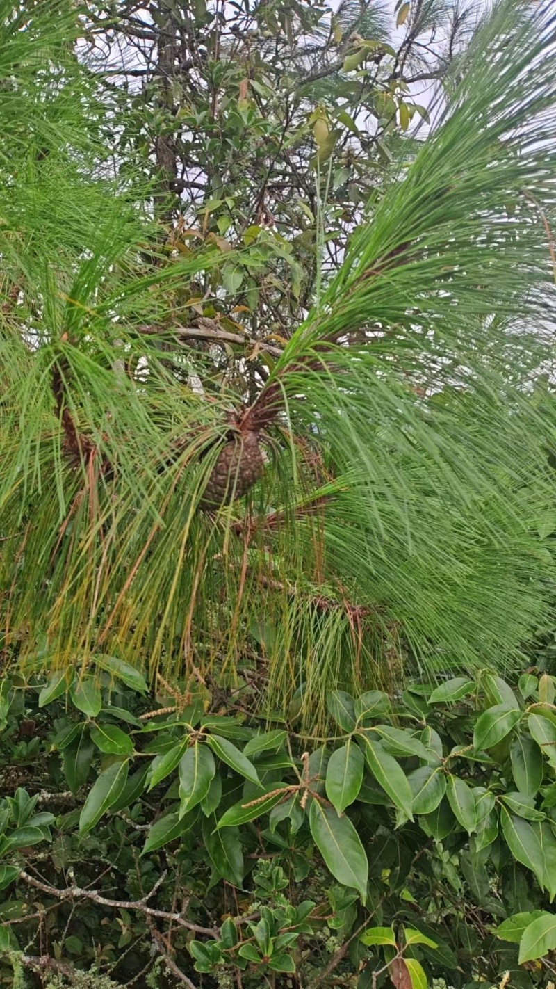 云南油松塔